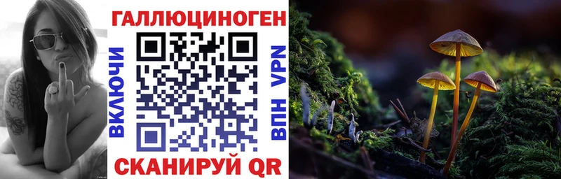 Галлюциногенные грибы Psilocybine cubensis Звенигород